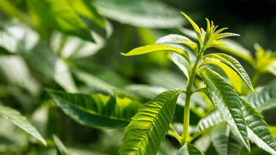 La OMS busca dar una base científica a la medicina tradicional