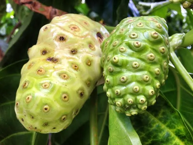 El Noni: la planta que divide a la ciencia y seduce a la salud natural