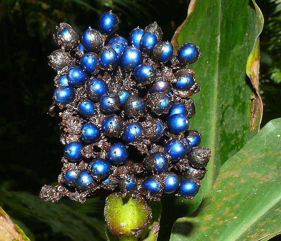 Este es el fruto más brillante de la naturaleza: refleja la luz como un metal y los pájaros lo usan como joya sexual