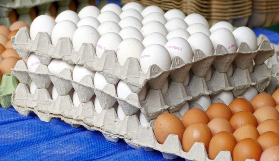 RD produjo más de 2,439 millones de huevos en solo seis meses