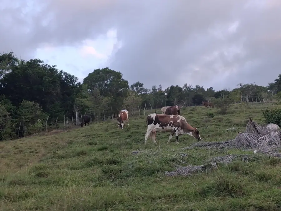 Ganaderos de Puerto Plata afirman sus animales sufren ante prolongada sequía