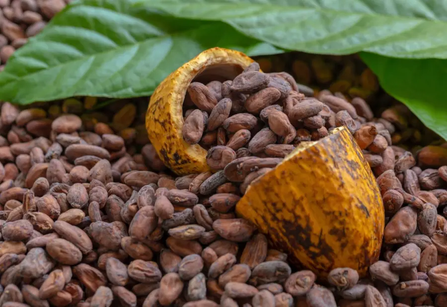 País adapta producción cacao a nuevas normas de la Unión Europea